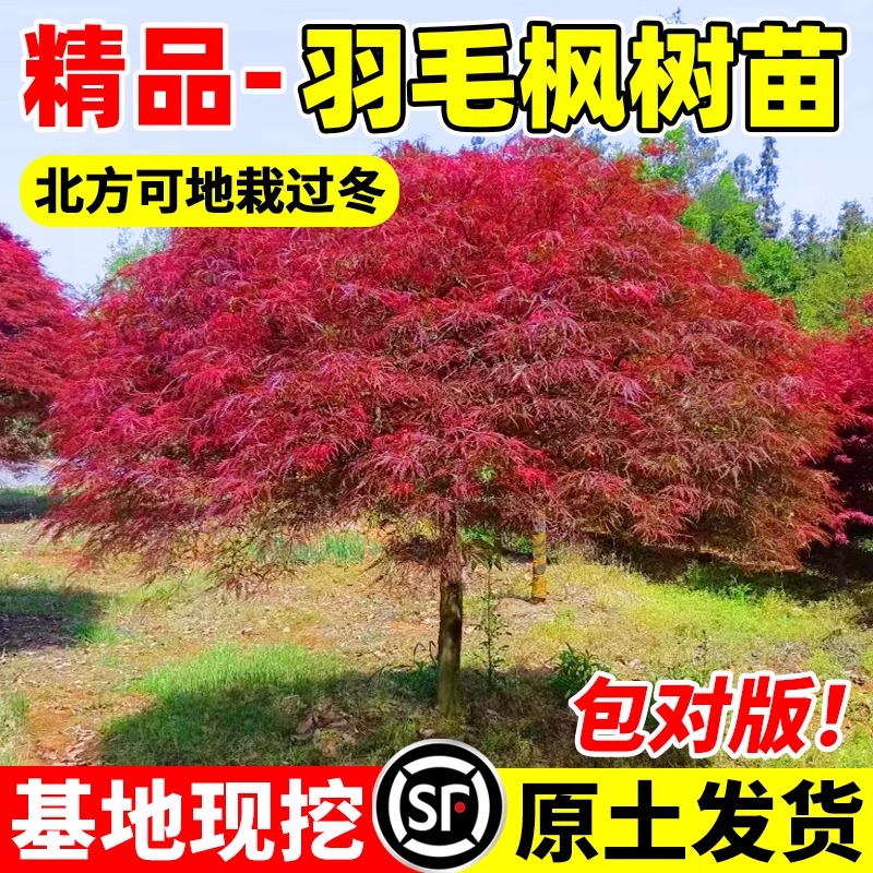 原生羽毛枫树苗嫁接红枫耐寒庭院盆栽室外造景树南北方种植大树苗