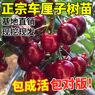 车厘子树苗矮化特大樱桃果树庭院名贵南北方种植盆栽樱桃树苗蓝莓