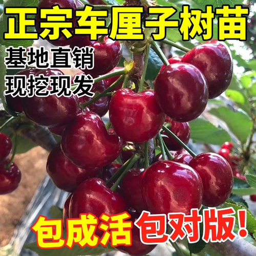 车厘子南北方种植庭院树苗矮化