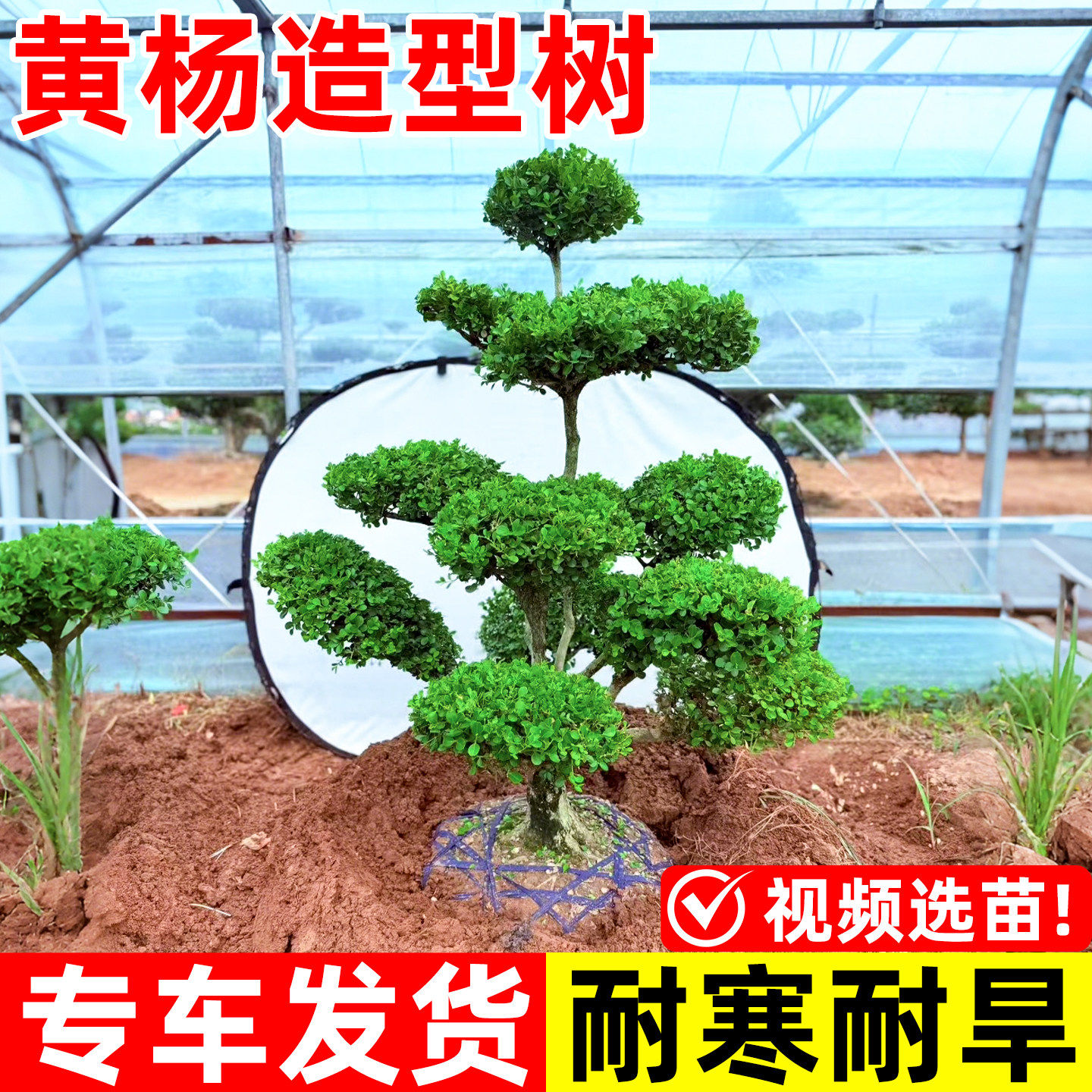 黄杨造型树黑松小叶女贞罗汉松老桩盆景庭院别墅小区绿化造型树苗,鲜花速递/花卉仿真/绿植园艺,观叶 /花灌木,淘宝优惠券,粉丝福利购,淘宝优惠卷