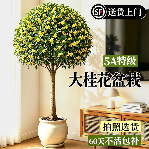 【全网热卖8万+】浓香四季桂