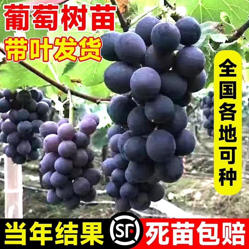 葡萄树苗适合南方巨峰阳光玫瑰图片