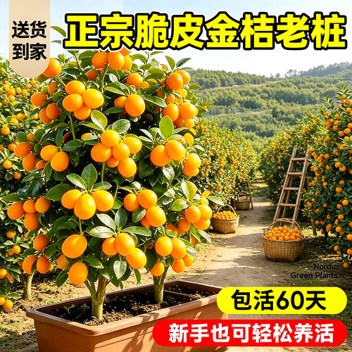 【爆款热销】正宗脆皮金桔老桩