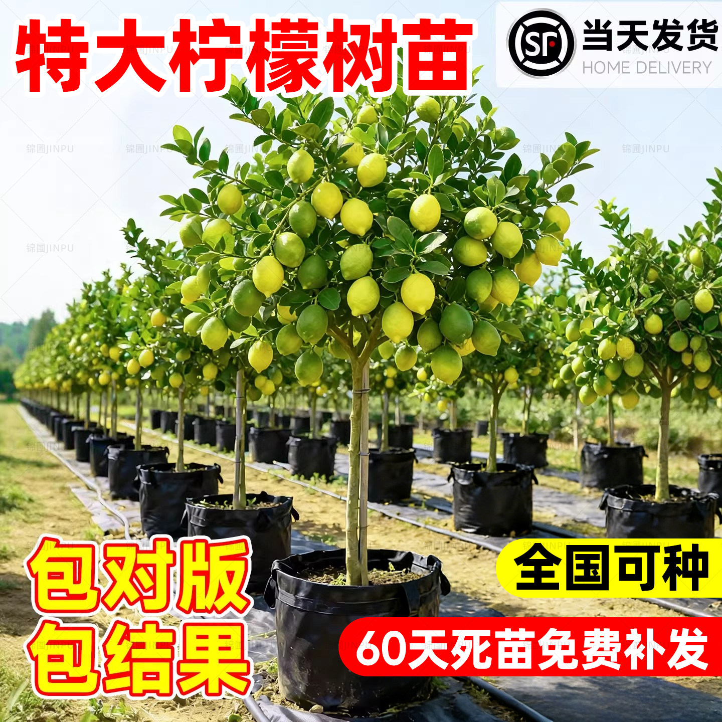 【热销榜top产品】柠檬树苗图片