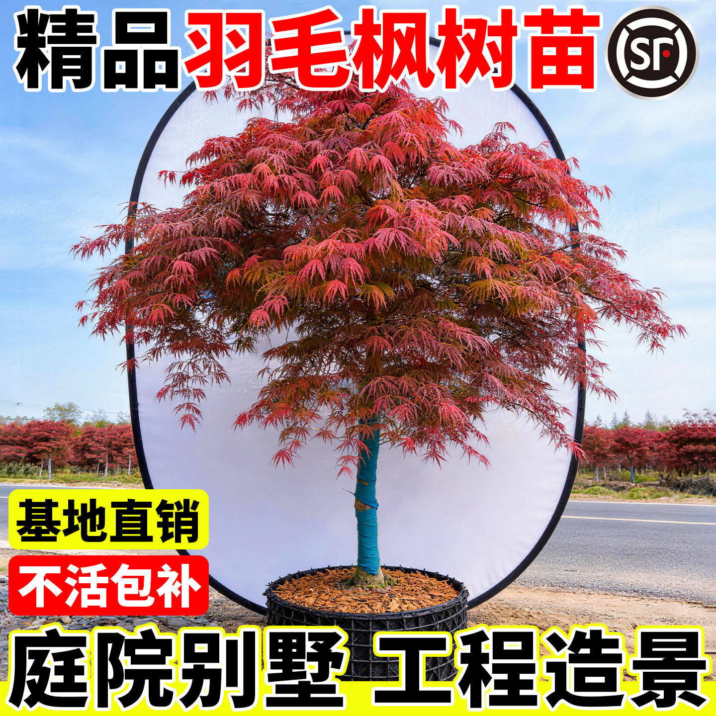 原生羽毛枫树苗嫁接红枫图片