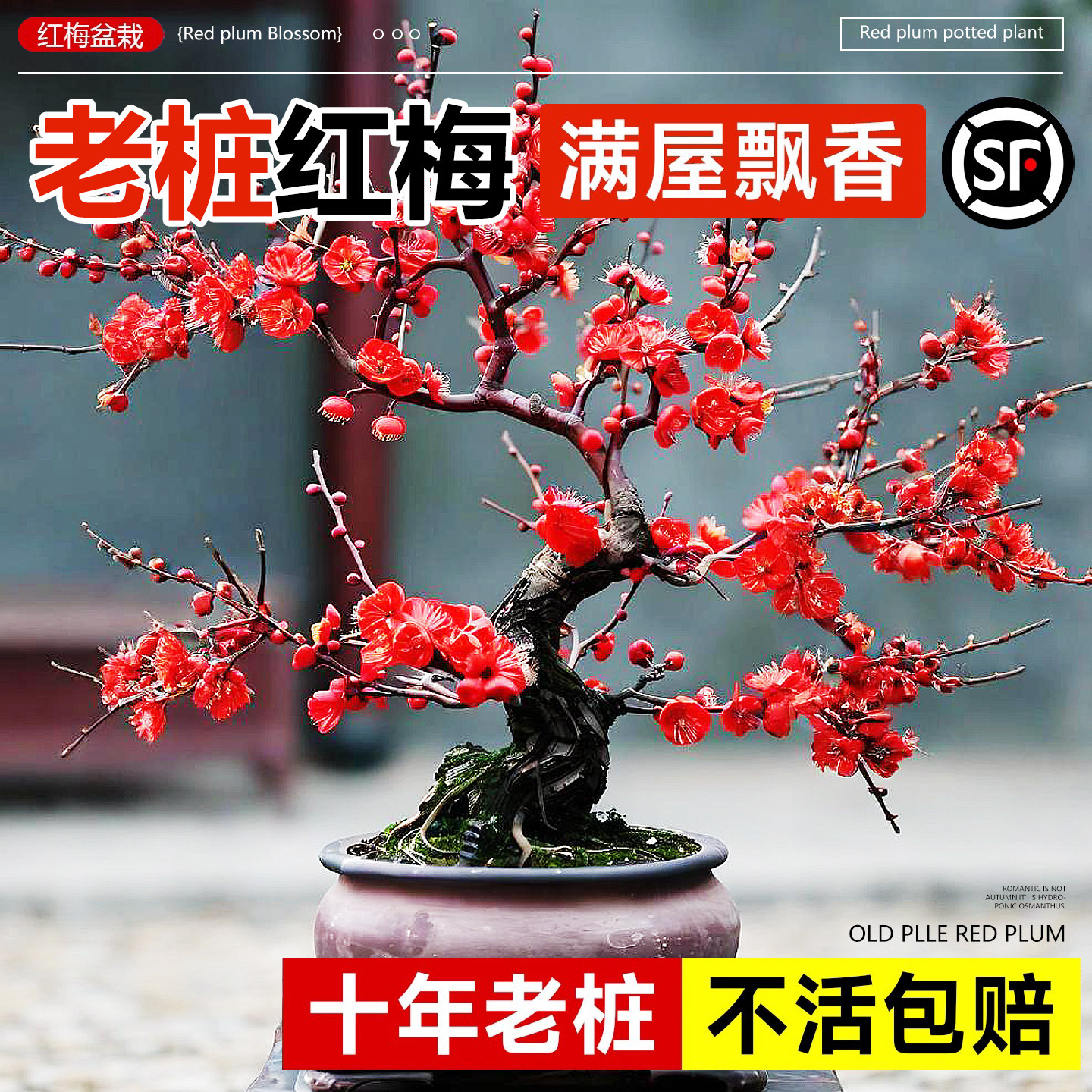 【全网热卖10万+】红梅花盆栽图片