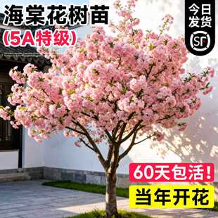 海棠花树苗高杆特大西府垂丝海棠树庭院别墅地栽室外四季花卉苗木