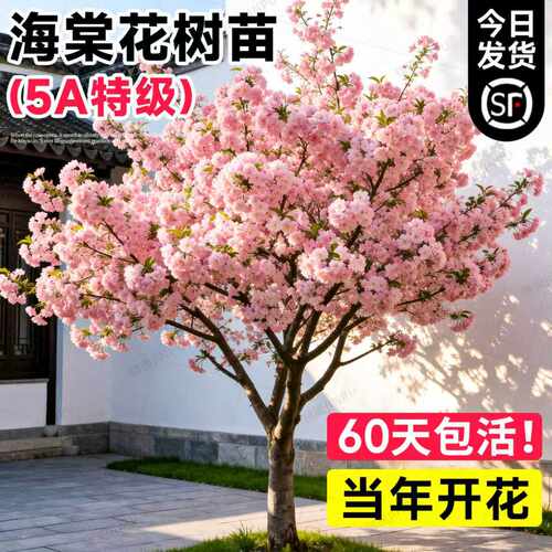 【爆款热销10万+】海棠花树苗
