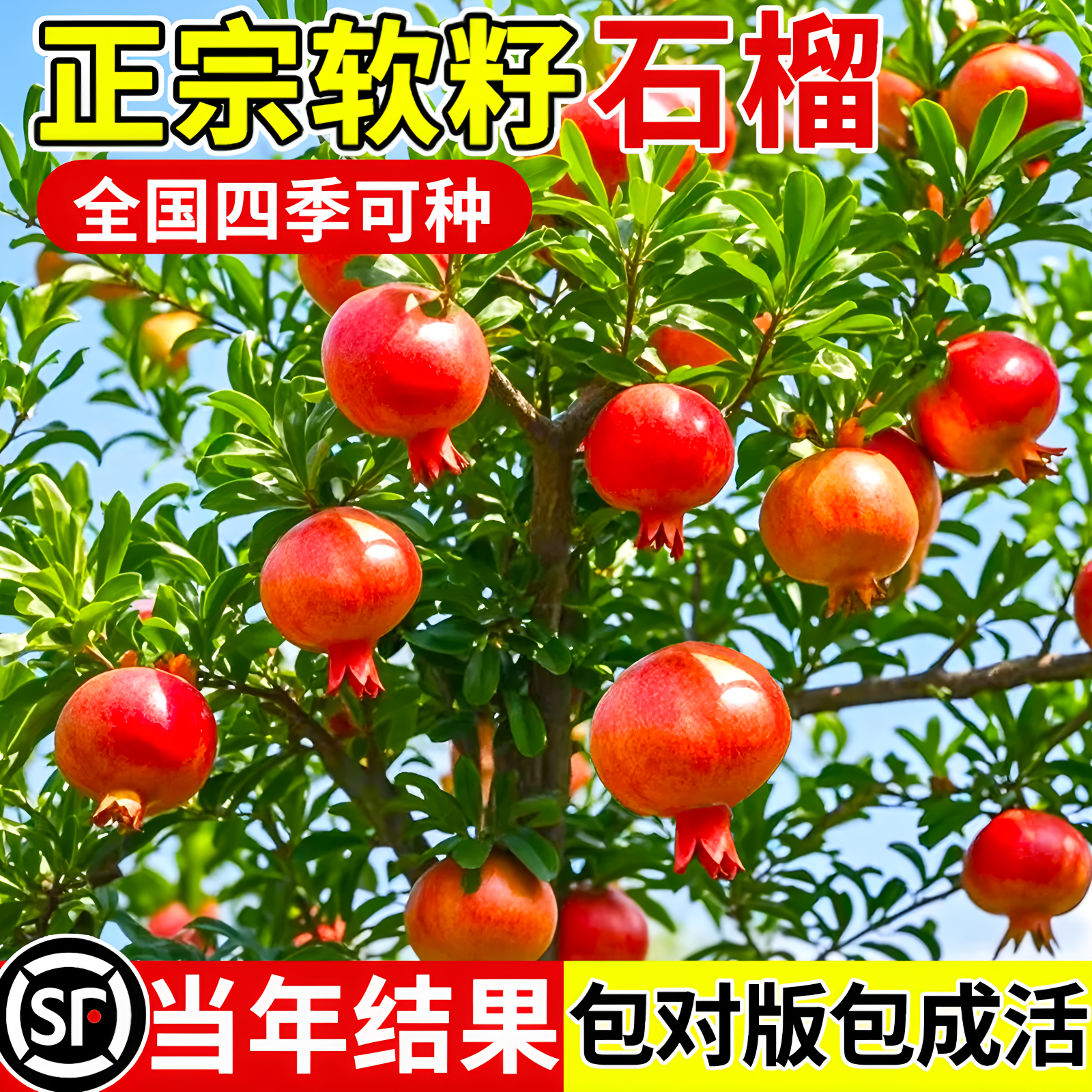 石榴树苗突尼斯软籽无籽蒙阳红果树果苗盆栽庭院南北方种植水果树
