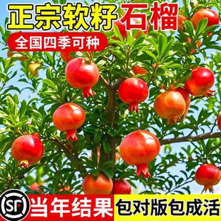 石榴树苗突尼斯软籽无籽蒙阳红果树果苗盆栽庭院南北方种植水果树