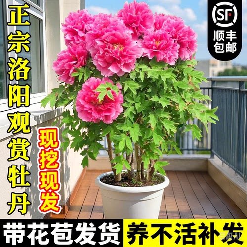 牡丹花树苗盆栽大苗重瓣
