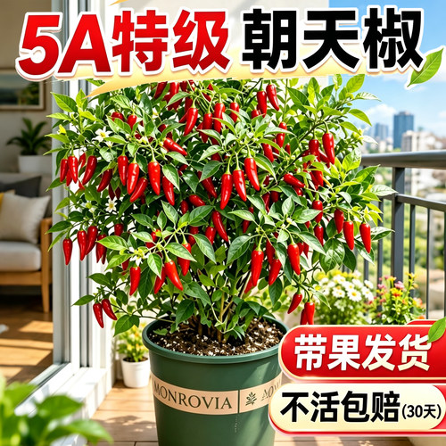 [全网热卖]家庭种植辣椒苗