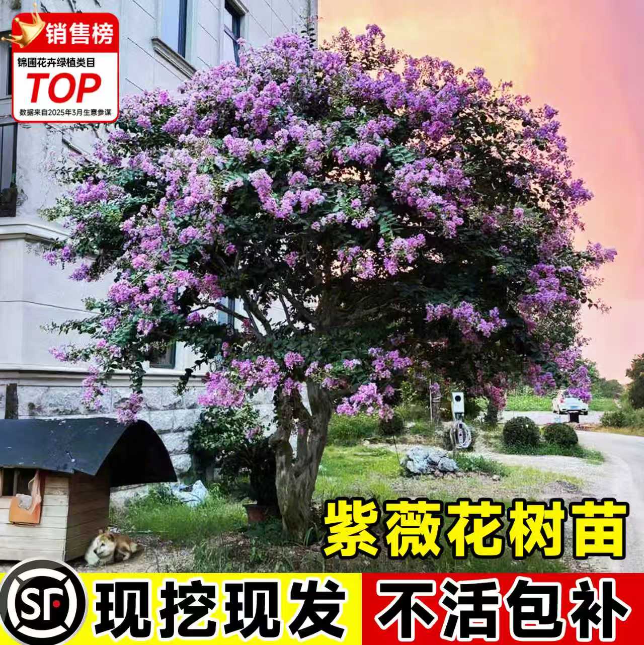 紫薇花树苗百日红室外庭院树苗大型绿化道路风景树老桩四季花卉树