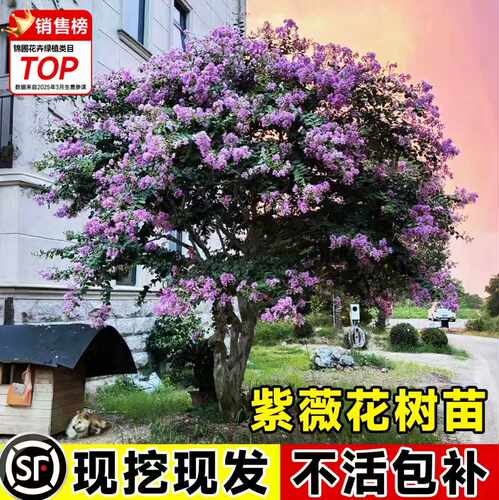 紫薇花树苗大型绿化道路风景树