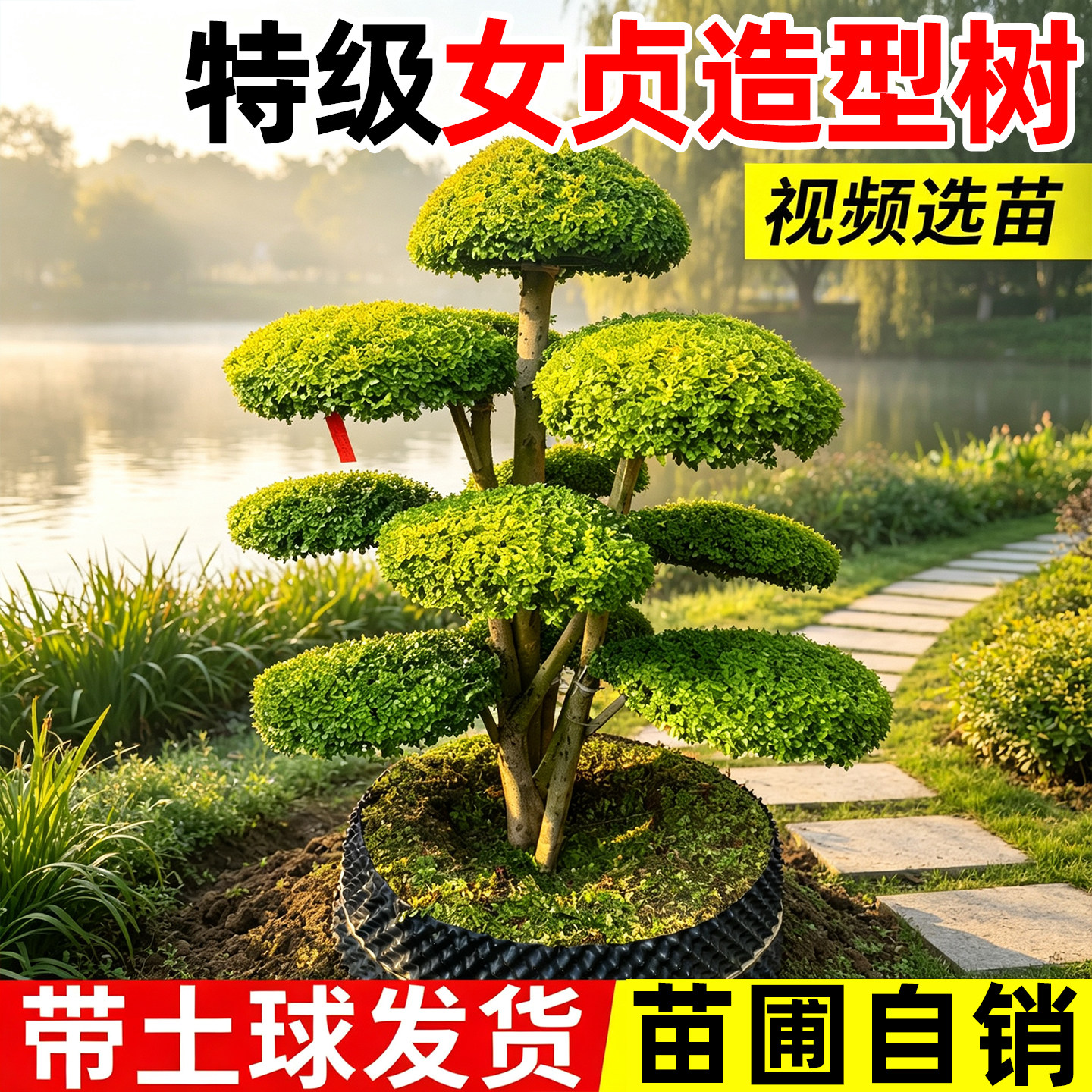 特级女贞造型树苗植物地栽花园造景造型树棒棒糖金叶女贞耐寒苗木