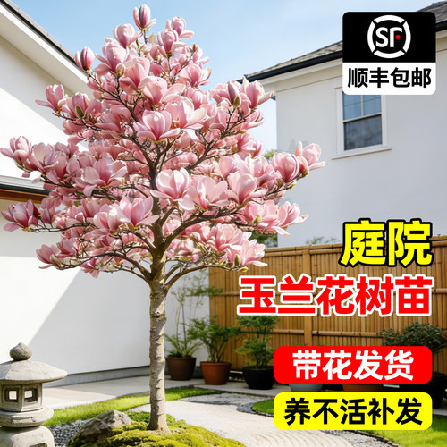 【包活一年】玉兰花树苗带花苞