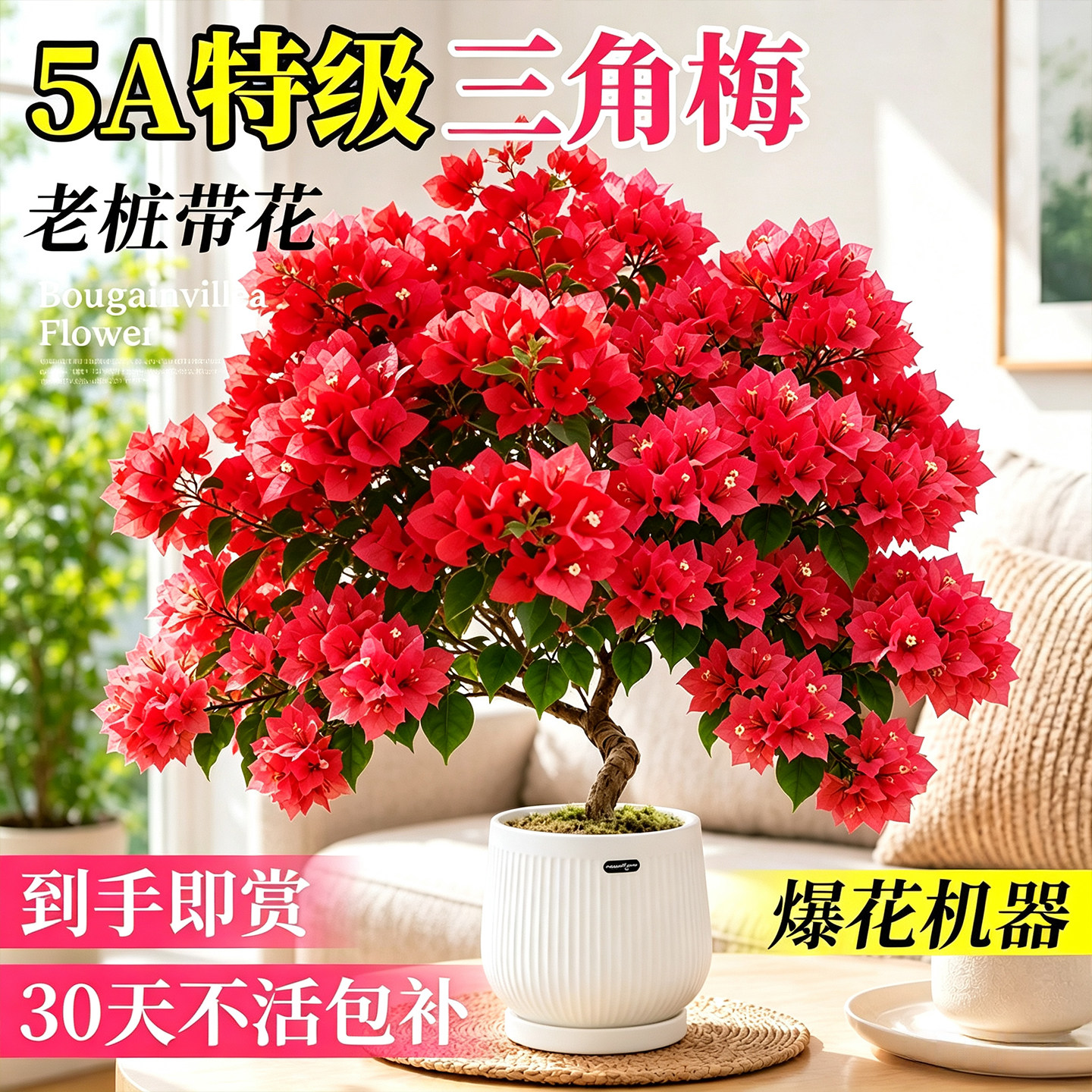 大盆三角梅盆栽带花阳台客厅老桩同安红绿樱四季花卉绿植好养盆景