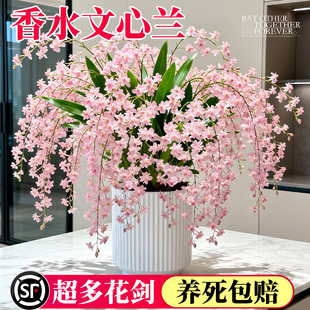 香水文心兰盆栽带花苞梦香兰四季花卉绿植办公室内桌面盆景大花盆