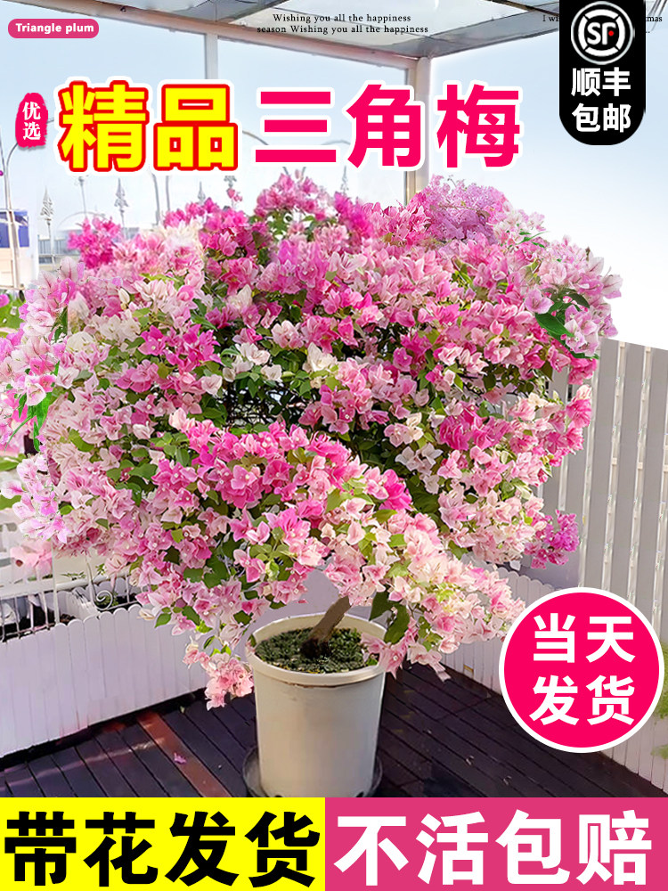 重瓣三角梅老桩盆栽四季开花中国红带花绿漳红樱室内阳台爬藤植物