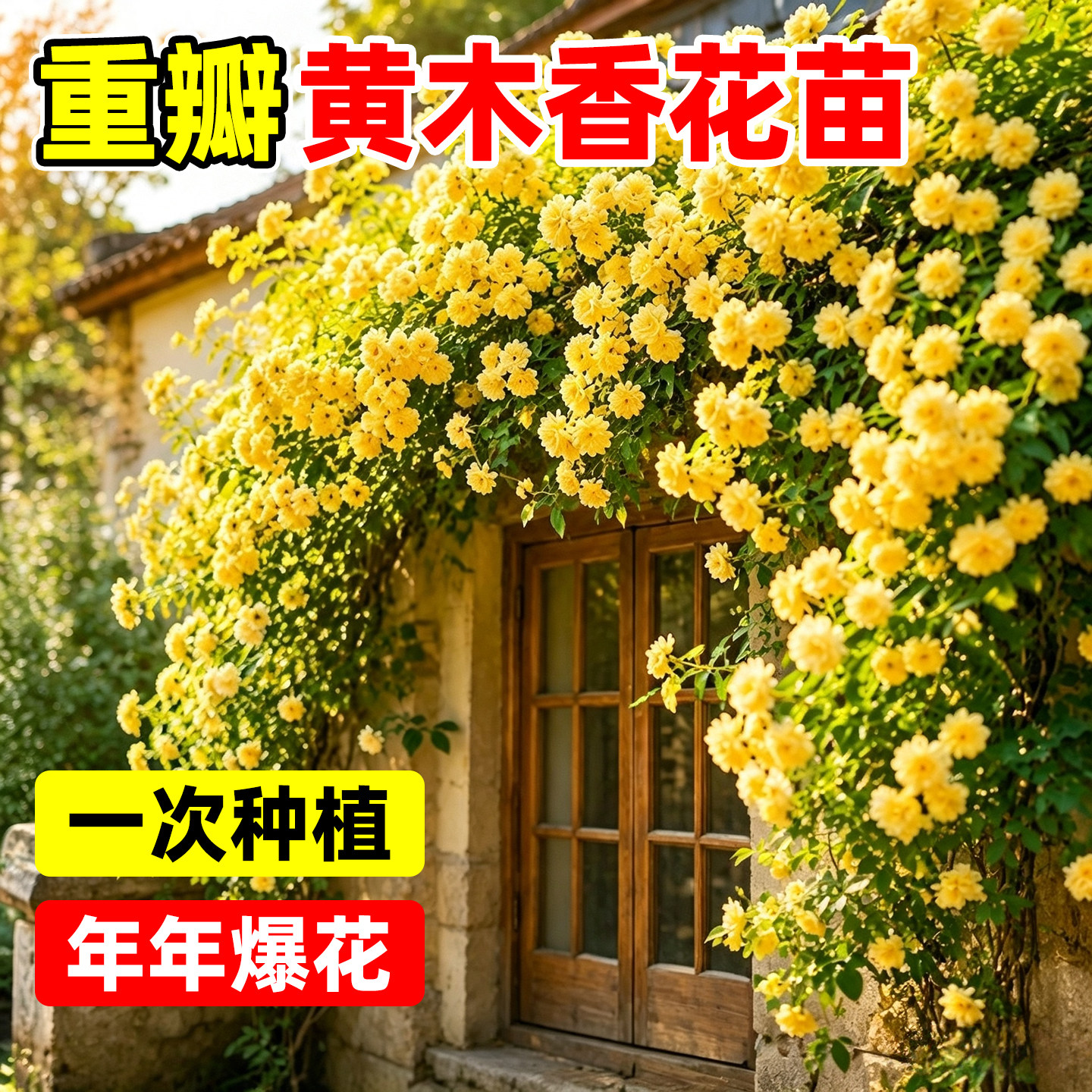 【全网花卉绿植热销10w+】图片