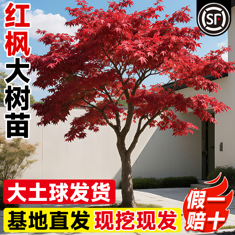 特大红枫树苗红舞姬老桩