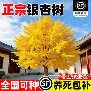 正宗银杏树活苗金叶白果树别墅庭院南北方种植绿化工程好养风景树