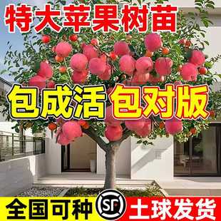 特大号苹果树果苗嫁接红富士冰糖心树苗庭院南北方果树当年结果树