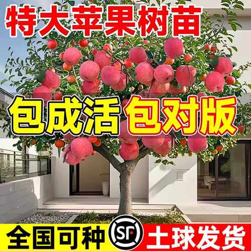 热销榜top-特大号苹果树果苗