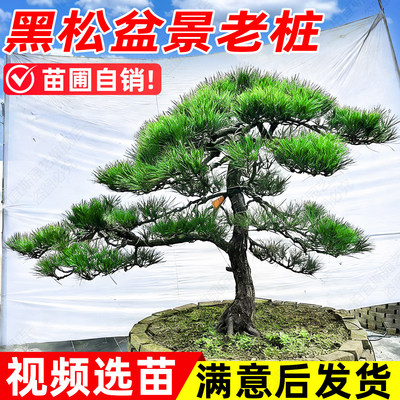 【热销榜top产品】黑松造型树
