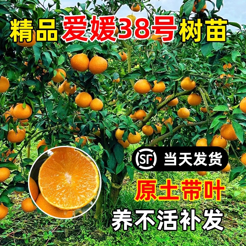 爱媛38号树苗果冻象山红美人