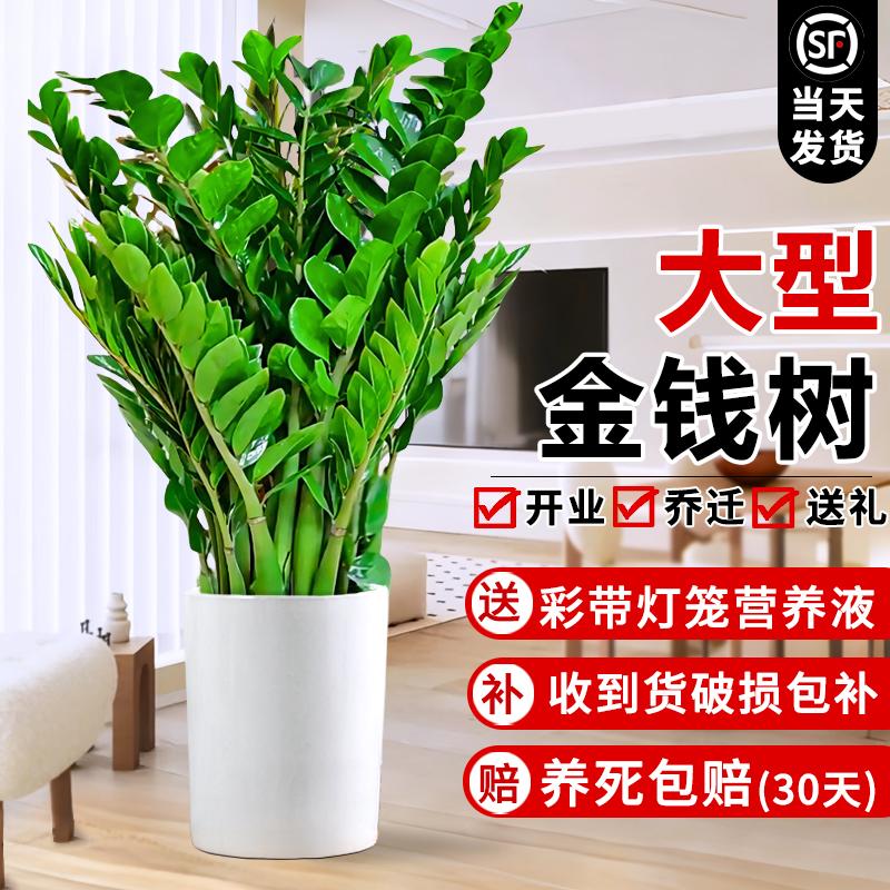 金钱树盆栽客厅大花盆大型绿植