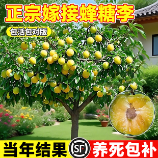 正宗蜂糖李子树苗嫁接新品种三华黄金奈盆栽室外地栽庭院果树果苗