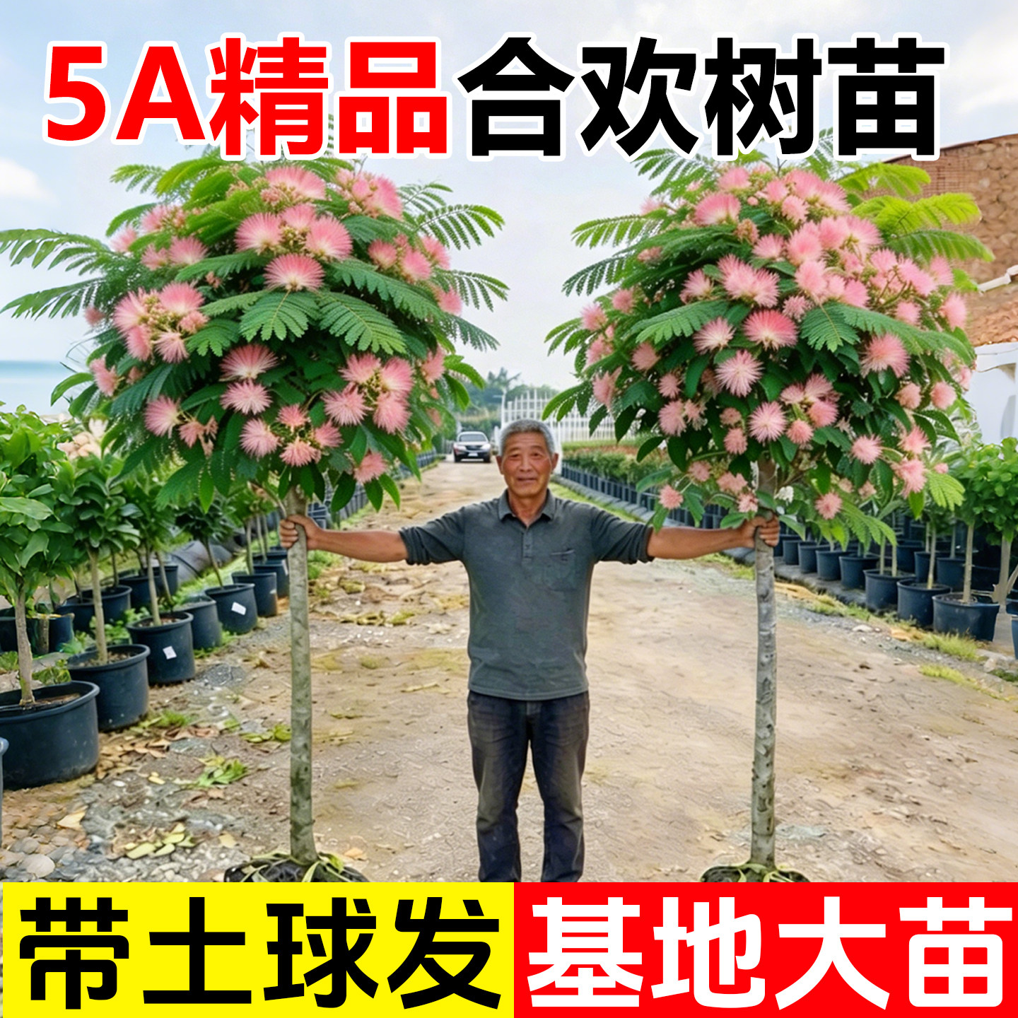 5A级合欢花树苗绒花树行道风景大树庭院盆栽旱工程绿化乔木种植