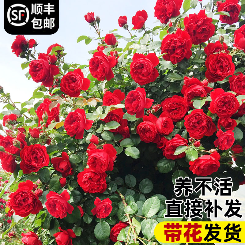 佛罗伦蒂娜爬藤月季四季开花重瓣红色大苗庭院阳台玫瑰花盆栽花卉