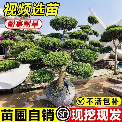 【爆款热销1万+】黄杨造型树盆景