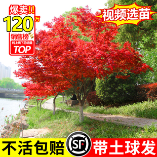 中国红枫树苗耐寒四季红树苗枫叶树室外造型盆栽植物鸡爪械风景树