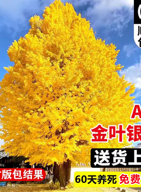 金叶银杏树大树活苗绿叶别墅庭院风景大树大型绿化树木南北方种植
