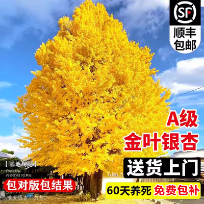 银杏树苗早金叶庭院别墅风景大树