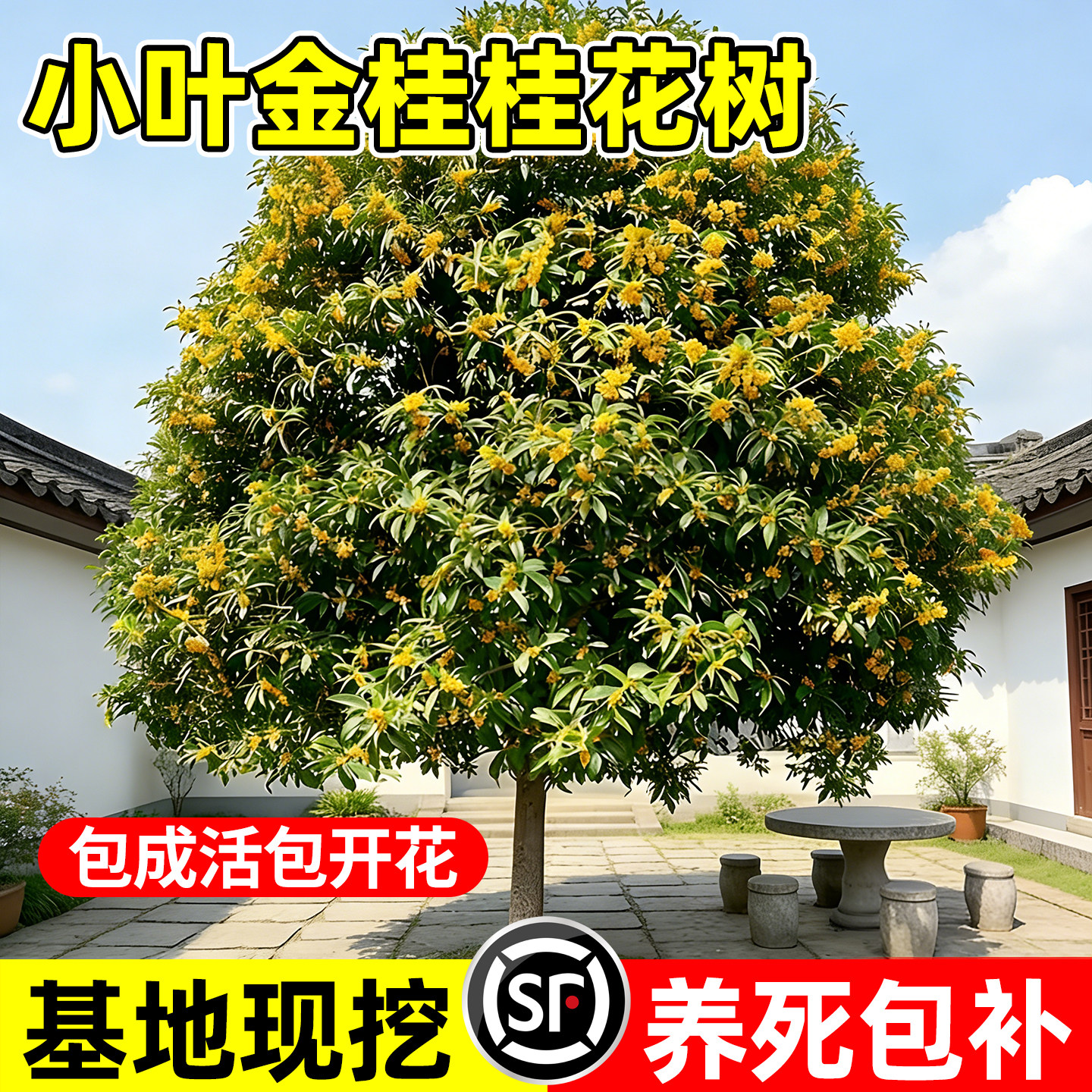 【热销第一名10万+】桂花树苗