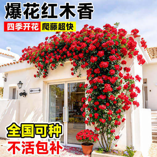 【带花发货】红木香爬藤月季花苗