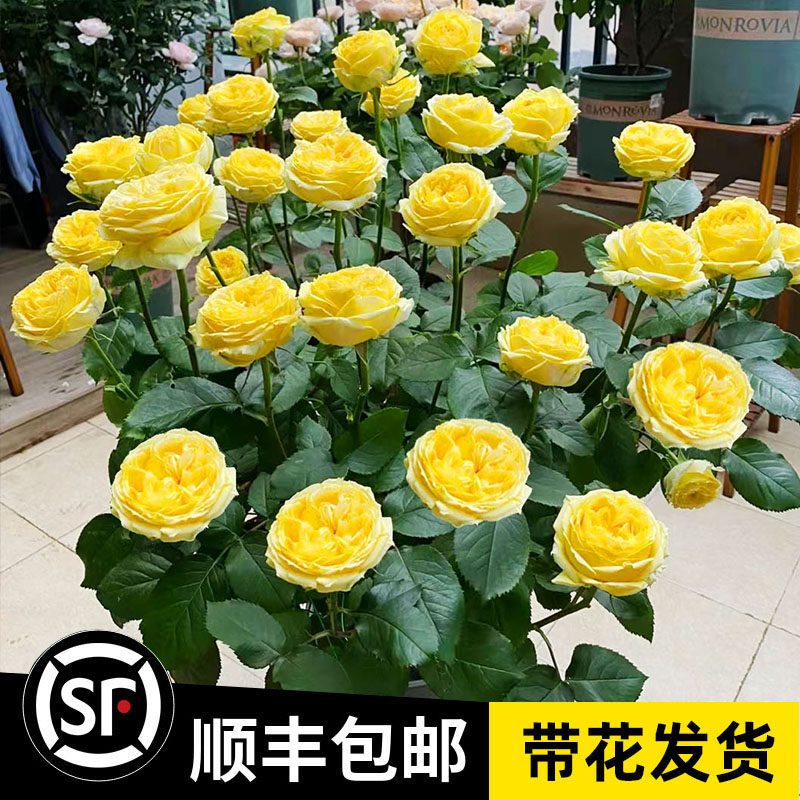 黄色浓香切花玫瑰花苗卡特琳娜阳台月季花盆栽花园四季花卉绿植