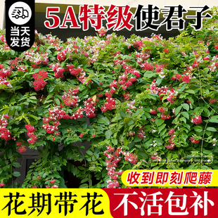 使君子爬藤植物重瓣攀爬花苗水君子庭院阳台盆栽耐热花卉绿植驱蚊
