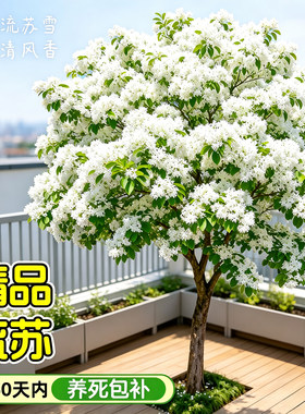 【诚信卖家】精品正宗流苏树苗