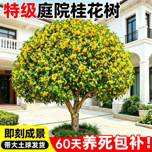 正宗桂花树苗庭院地栽南北方可种