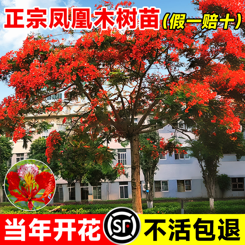 凤凰木老桩大树苗红花楹名贵花卉