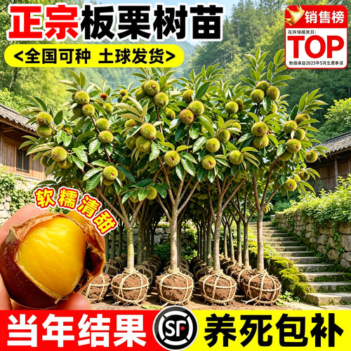 【热销榜top】正宗板栗树苗
