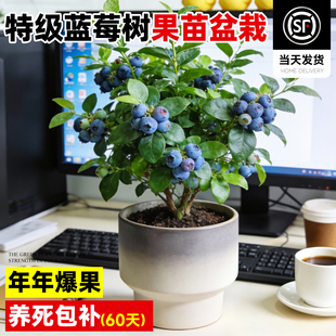特级蓝莓树果苗盆栽南方北方种植L25蓝莓苗f6大果蓝梅树树苗