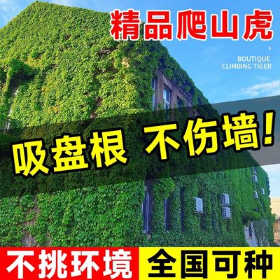 爬墙虎植物四季五叶庭院藤蔓绿植