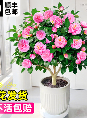 香妃山茶花树苗四季花卉盆栽