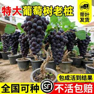 特大巨峰葡萄树苖老桩阳光玫瑰盆栽南北方室外种植地栽爬藤葡萄苗